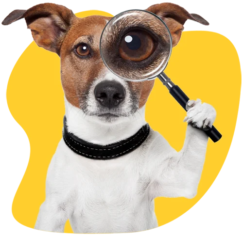 Dog Boarding Policies