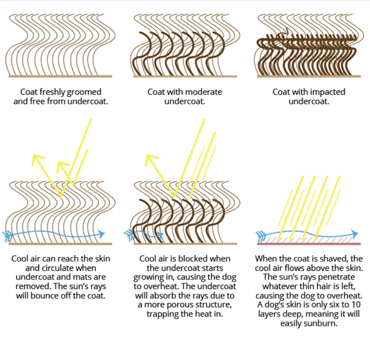 Topcoat Guard Hairs